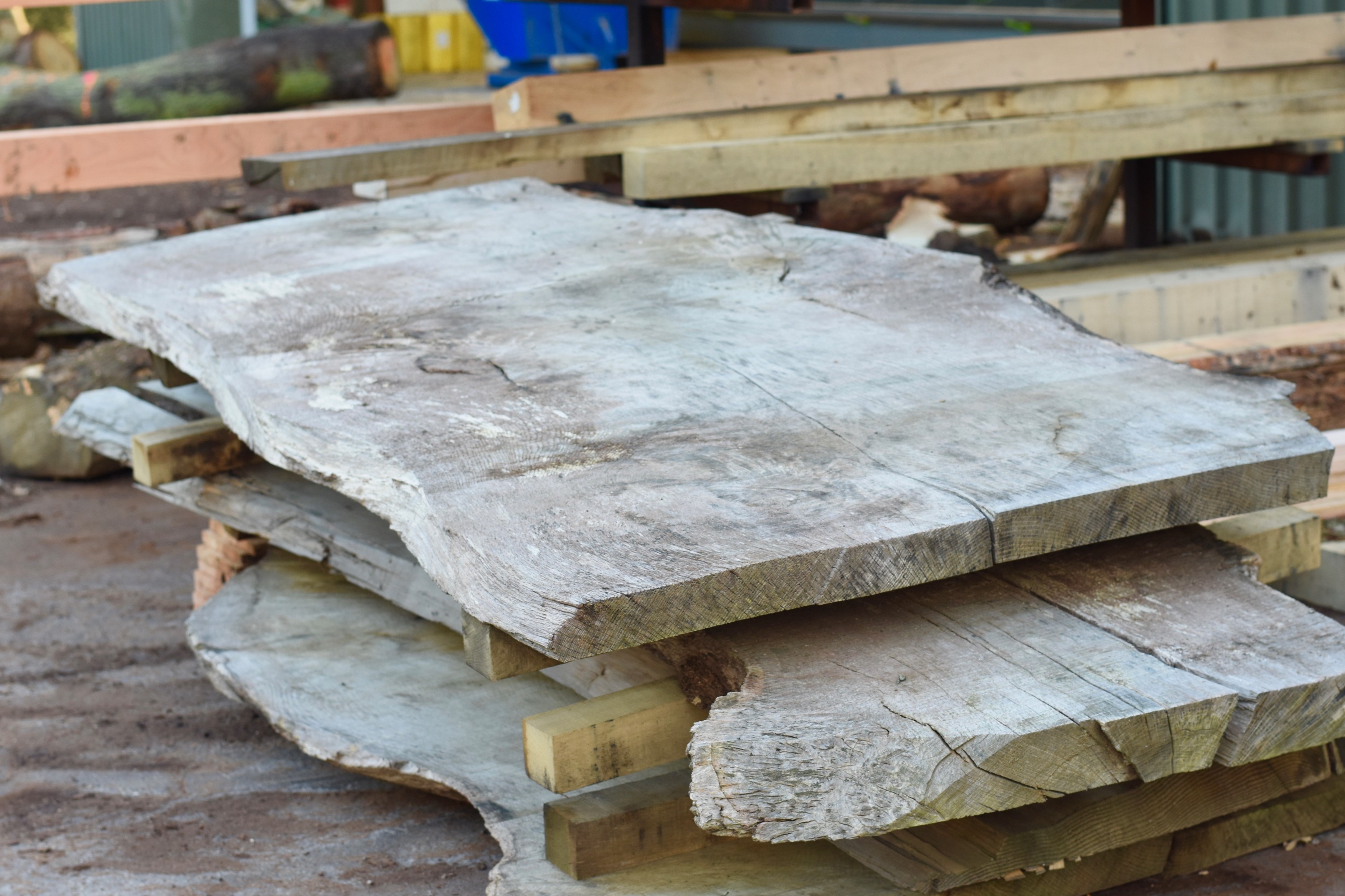 Oak slab for a table
